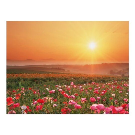 Morning Poppies Postcard