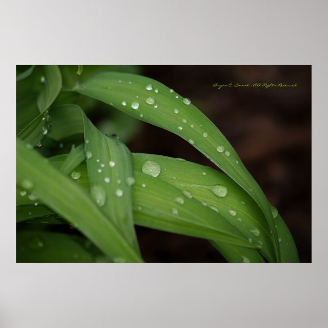 Morning Rain on Perfect Blades of Grass Photograph Poster (Front)