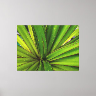 Morning Rain on the Screw Pine Canvas Print