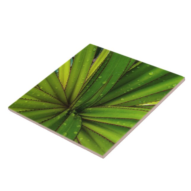 Morning Rain on the Screw Pine Tile (Side)