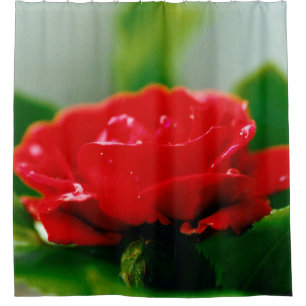 Morning red Rose covered with dew drops Shower Curtain