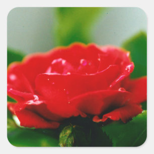 Morning red Rose covered with dew drops  Square Sticker