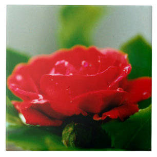 Morning red Rose covered with dew drops Tile