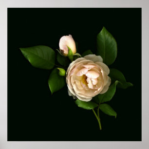 Morning-Rose-Buds Poster