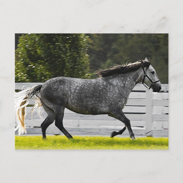 Morning Run Postcard (Front)