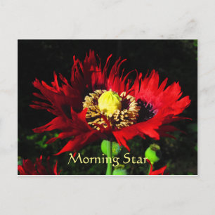 Morning Star Postcard