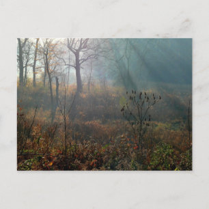 morning sun @ the wetlands postcard