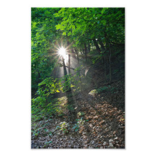 Morning Sunbeams Through Forest of Kaposia Park Photo Print