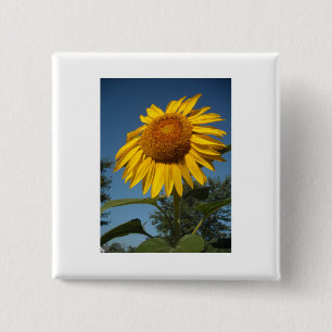 Morning Sunflower 15 Cm Square Badge