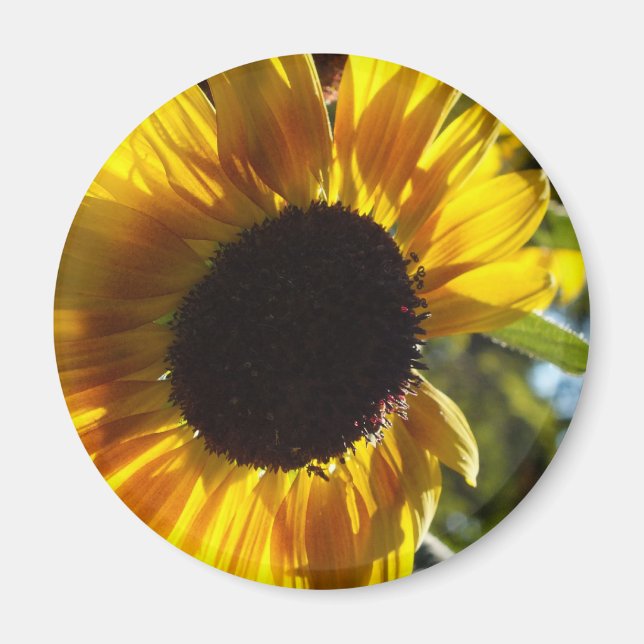 Morning Sunflower Customizable Magnet (Front)