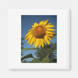 Morning Sunflower Magnet