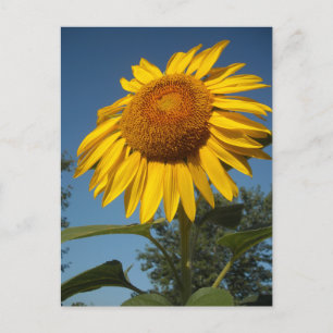 Morning Sunflower Postcard