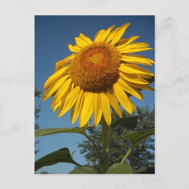 Morning Sunflower Postcard (Front)