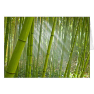 Morning sunlight filtering through bamboo