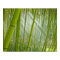 Morning sunlight filtering through bamboo