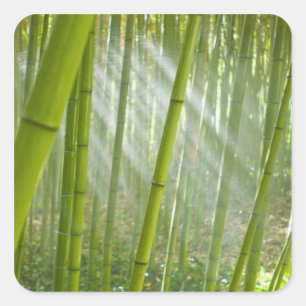 Morning sunlight filtering through bamboo square sticker