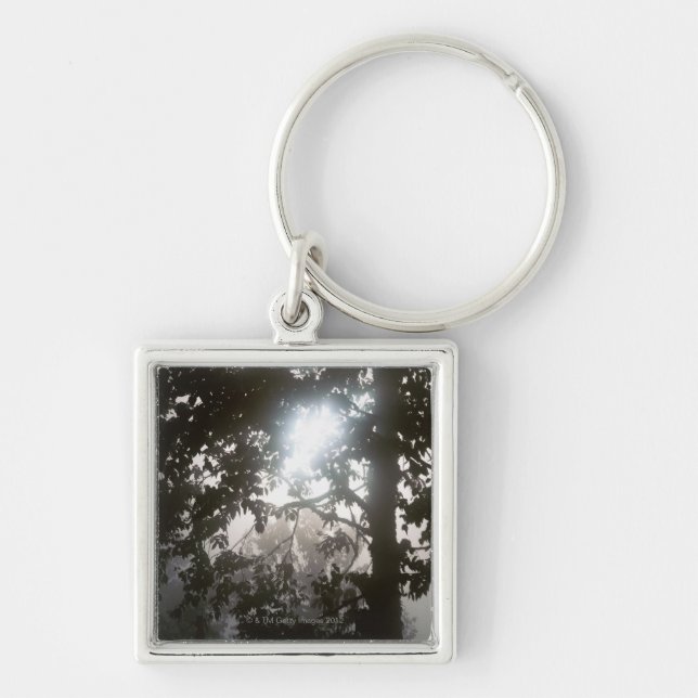 Morning sunlight through foliage of jungle key ring (Front)