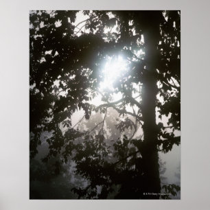 Morning sunlight through foliage of jungle poster
