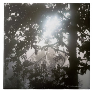 Morning sunlight through foliage of jungle tile