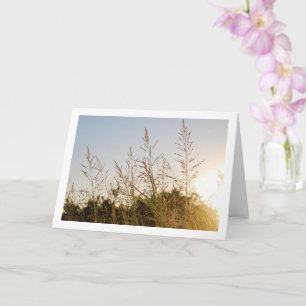 Morning Sunrise through Country Grass Card