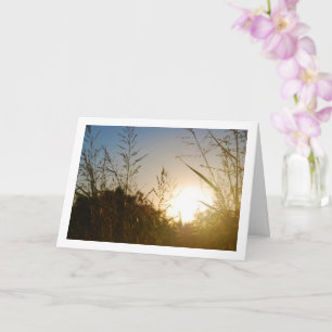 Morning Sunrise through Country Grass Card