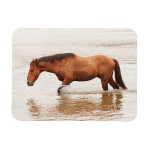 Morning swim for a horse magnet