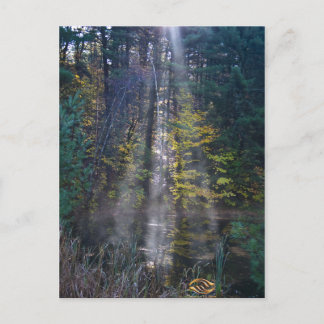 Morning Vermont Forest Postcard