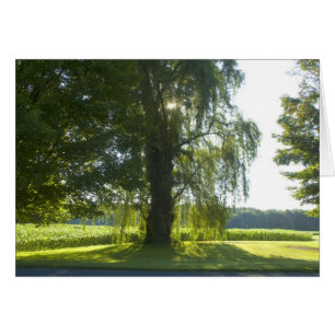 Morning Willow - Start the Day off Bright Sunlight