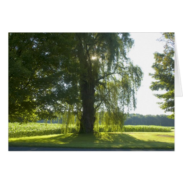 Morning Willow - Start the Day off Bright Sunlight (Front Horizontal)