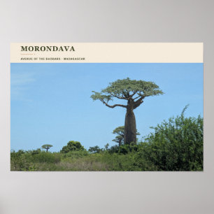 Morondava Avenue of the Baobabs Poster