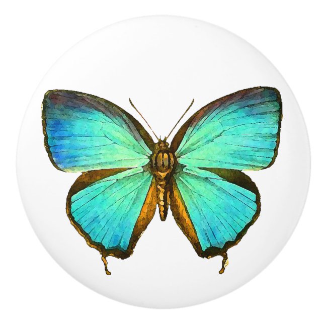 Morpho Butterfly Insect Wildlife Animal Knob (Front)