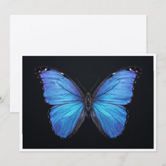 Morpho Butterfly isolated on black background Invitation