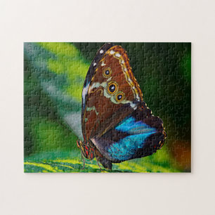 Morpho Peleides Butterfly. Jigsaw Puzzle