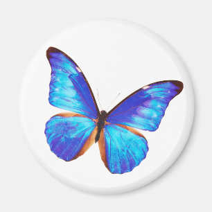 Morpho rhetenor magnet