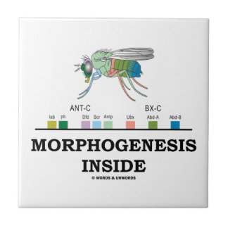 Morphogenesis Inside Drosophila Fruit Fly Genes Tile