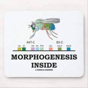 Morphogenesis Inside (Fruit Fly Drosophila Genes) Mouse Mat