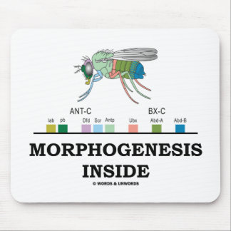 Morphogenesis Inside (Fruit Fly Drosophila Genes) Mouse Mat