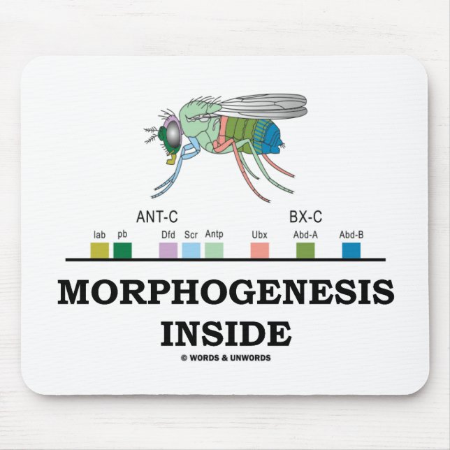 Morphogenesis Inside (Fruit Fly Drosophila Genes) Mouse Mat (Front)