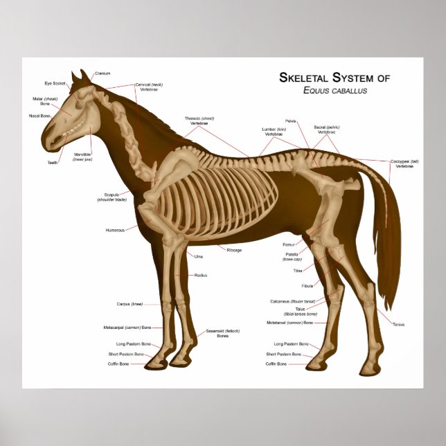 Morphology and Locomotive System of a Horse Poster (Front)