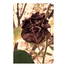 mortal flower