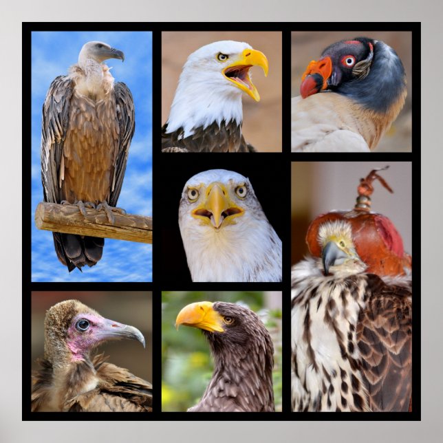 Mosaic photos birds of prey poster (Front)