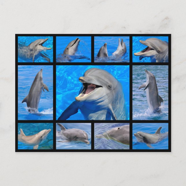 Mosaic photos of dolphins postcard (Front)
