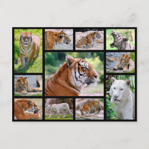 Mosaic photos of lions postcard