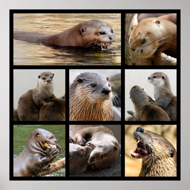 Mosaic photos of otters poster (Front)