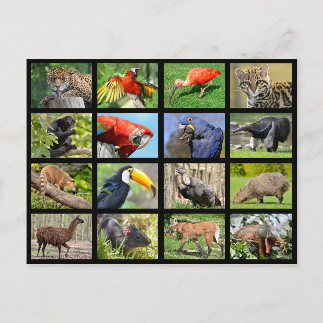 mosaic photos South American animals Postcard (Front)