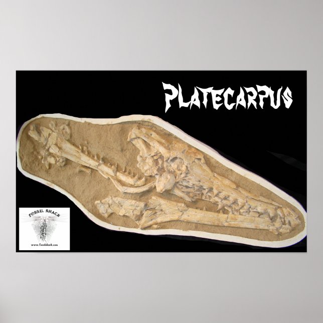 Mosasaur Skull in Matrix Poster (Front)