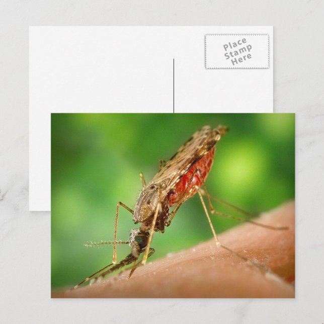 Mosquito Full of Blood Postcard (Front/Back)