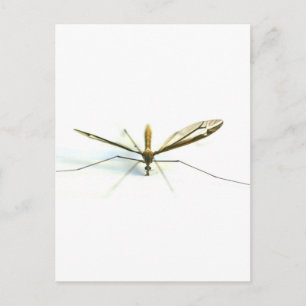 mosquito postcard
