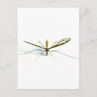 mosquito postcard