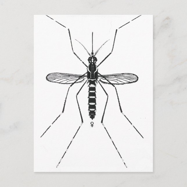 Mosquito Scientific Nomenclature Illustration NICE Postcard (Front)